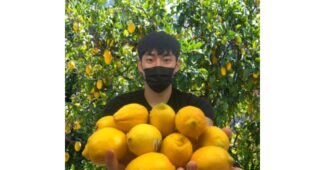 제주레몬 가성비 끝판왕 방송인기상품 한눈에 보기