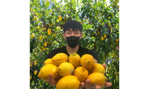 제주레몬 가성비 끝판왕 방송인기상품 한눈에 보기