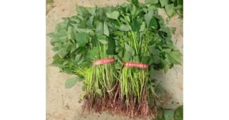 고구마모종 정말 놓치면 아까운 방송인기상품 구매가이드