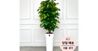 개업화분 대신 비교해 드립니다! 최강 분석 베스트