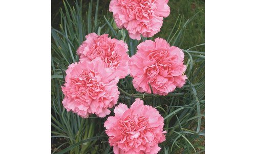 카네이션생화화분 대신 선택해 드립니다! 진짜 좋은 상품 TOP9