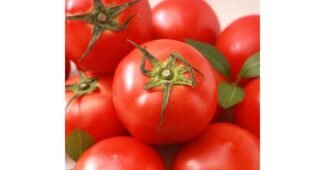 토마토 후회하지 않을 쇼핑포인트! 최강 우쭈쭈! 우쭈쭈!