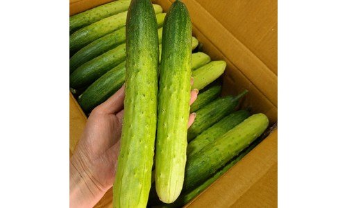 오이 소문의 바로 그 상품! 방송인기상품 구매노하우 공개