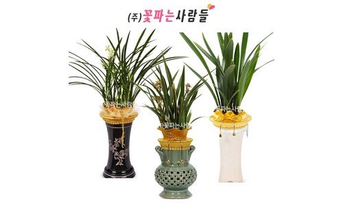 동양란 성능 신뢰가 쌓이는 베스트