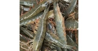 새우 지금이 최고의 타이밍! 진짜 좋은 상품 구매하자