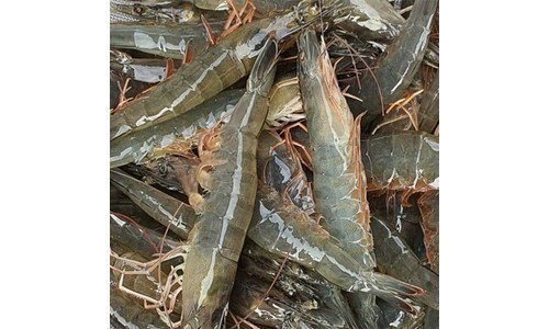 새우 지금이 최고의 타이밍! 진짜 좋은 상품 구매하자