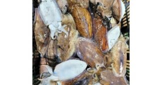 갑오징어 완판전 미리 주문 필수! 필수보유득템 BEST9