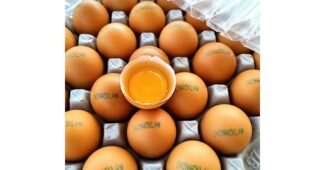 계란 오늘의 원샷!원딜! 보물같은 상품 구매포인트