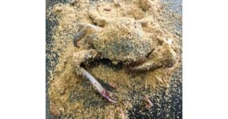 인천암꽃게 가성비 끝판왕 내 시간을 아껴주는 상품 선택노하우