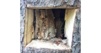 벌집꿀 찐추천 비교 적극추천