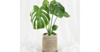 몬스테라 가성비 이번주 추천상품 1타3피 추천!추천!