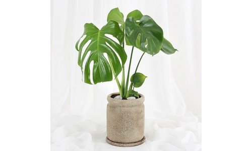 몬스테라 가성비 이번주 추천상품 1타3피 추천!추천!