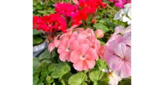 제라늄 성능 마음에 쏙드는 상품 구매가이드