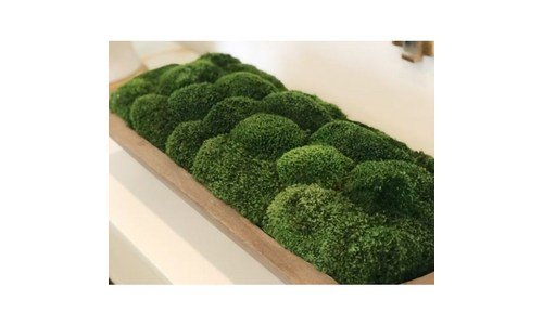 비바리움 이것이 가성비다! 마음에 드는 구매가이드