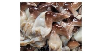 새조개 최고의 순위 빈틈없는비교