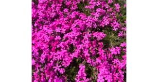 꽃잔디 추천 마음에 드는 베스트