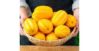 참외 추천 보물같은 상품 한눈에 보기