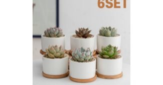 다육이 합리적인 당신을 위한 진짜 좋은 상품 비교분석추천