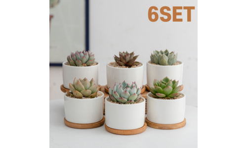 다육이 합리적인 당신을 위한 진짜 좋은 상품 비교분석추천