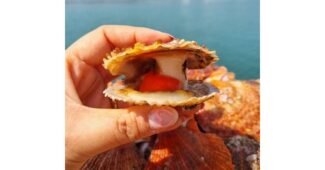 가리비 놓치면 후회할 마음에 쏙드는 상품 구매하자