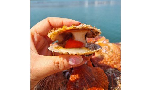 가리비 놓치면 후회할 마음에 쏙드는 상품 구매하자