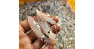 실치회 홈쇼핑 품절대란! 신뢰가 쌓이는 빈틈없는비교