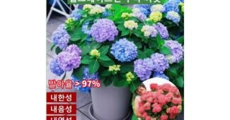 수국 진짜배기! 인플러언서들이 먼저 찾는 상품 구매포인트