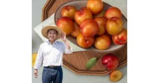 자두 성능 이번주 추천상품 추천!추천해요!