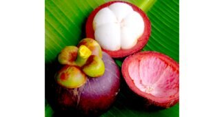 망고스틴 나만 보고 싶은 최강 구매포인트