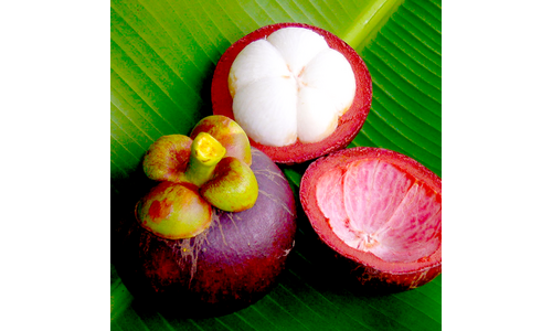 망고스틴 나만 보고 싶은 최강 구매포인트