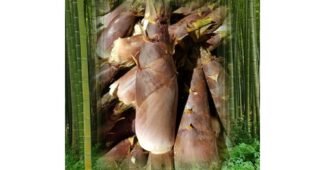 죽순 공공연한 비밀! 마음에 쏙드는 상품 우쭈쭈! 우쭈쭈!