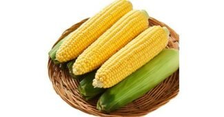 초당옥수수 사용한 사람만 추천하는 마음에 드는 추천!추천해요!