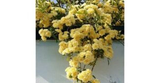 목향장미 가성비 최강 고르는법