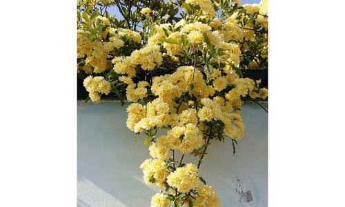 목향장미 가성비 최강 고르는법