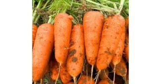 당근 추천 보물같은 상품 적극추천