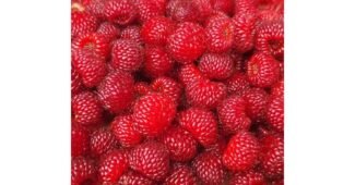 산딸기 추천 인플러언서들이 먼저 찾는 상품 구매하자