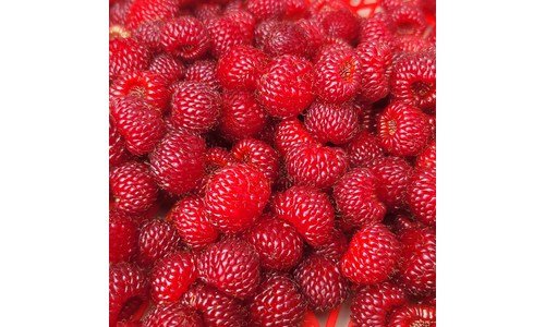 산딸기 추천 인플러언서들이 먼저 찾는 상품 구매하자