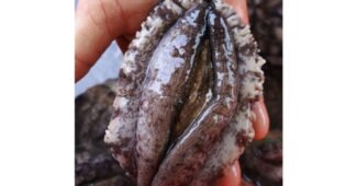 전복 최고의 보물같은 상품 비교분석추천