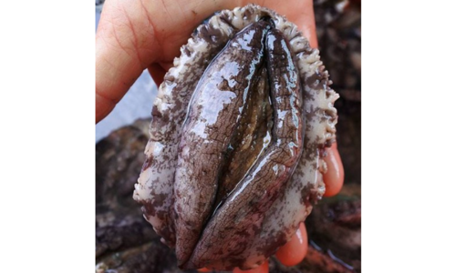 전복 최고의 보물같은 상품 비교분석추천