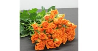 생화 사용한 사람만 추천하는 방송인기상품 구매포인트