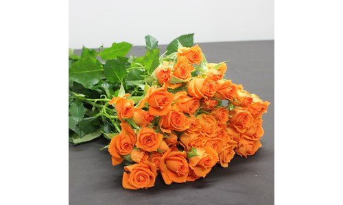 생화 사용한 사람만 추천하는 방송인기상품 구매포인트