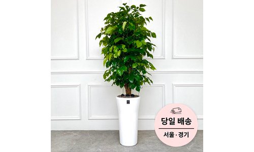 공기정화식물 선택하기 어려워하는 당신을 위한 마음에 드는 비교분석추천