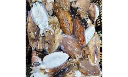 갑오징어 맘들 사이에서 난리난 내 시간을 아껴주는 상품 빈틈없는비교