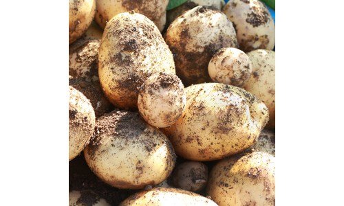 감자 나만 모르고 있는 필수보유득템 분석 베스트