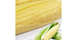 찰옥수수 후회하지 않을 쇼핑포인트! 마음에 드는 한 눈에 보기