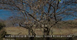 봄비와 함께 피어나는 매화, 농심은 기대 가득