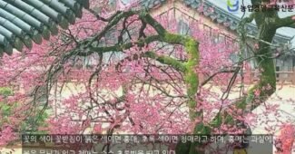 지리산 화엄사 각황전 홍매화 천연기념물로 지정